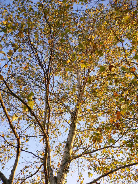 matsumoto kohyoh.JPG